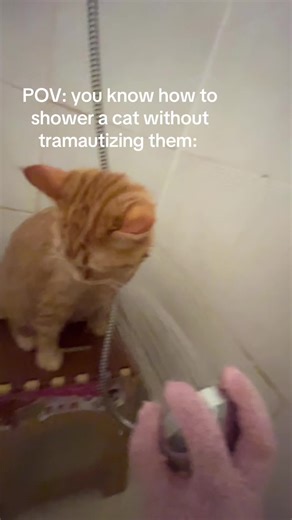 #traumatized #shower #cat #kitten #calm | kitten