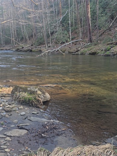 A lot of people often ask if there is gold in Tennessee outside of the Coker Creek gold belt in the far Southeast corner of Monroe County and I always remind them that gold is where you find it. But yes, there is gold in various locations in East Tennessee in the many creeks and rivers that drain from the mountains into the valley. Do remember to check the regulations before digging as there are several areas that are closed or limited to particular equipment. #nature​ #appalachia​ #goldprospect