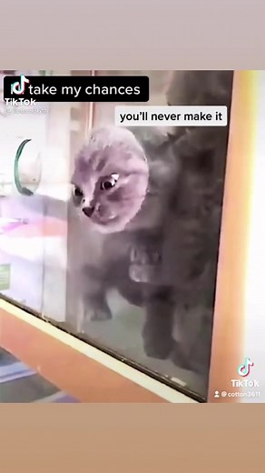 2.9M views · 10K reactions | Free yourself #cute #kitten #kitty #cat #cats #pet #pets #funny #funnyvideo #funnyreel #viral #viralvideo #viralreel #fyp #freedom #free #queen | Charbel Bou Ghannam | Facebook
