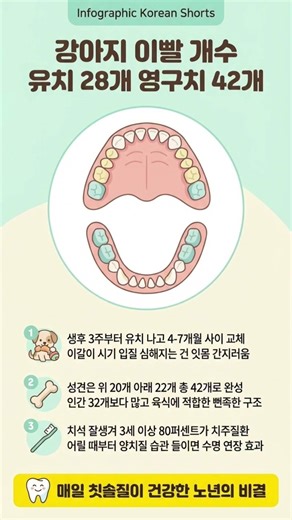 강아지 이빨 개수 (유치 28개, 영구치 42개)