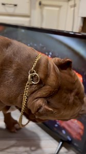 286K views · 10K reactions | He was the best dog always playing along with the fun  always a good sport he couldn’t believe it wasn’t real #foreverhulk | I am the HULK | Facebook