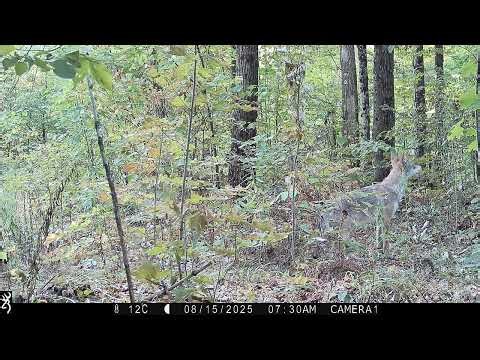 Eyes in the Forest - Who's Wandering Through the Forest?