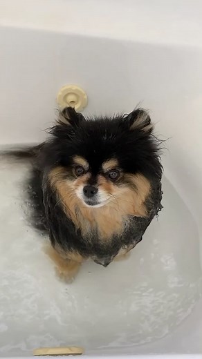Adorable Pomeranian Transformation | Day-Long Grooming Process