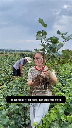 149K views · 1.2K reactions | grape vine | SRK | Facebook