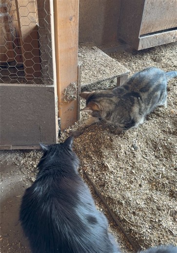 Little catch and release action going on. #barncat #catsoftiktok #mice #chickencoop #yyc