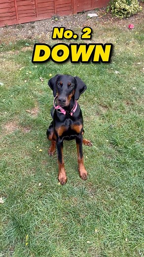 3 easy tricks to teach your puppy! 🐾 #puppylover #dobermanpinscher | Moki The Dobie