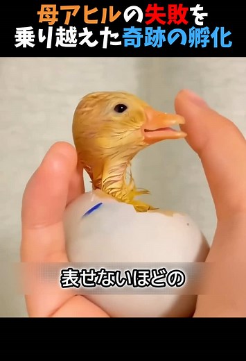 割れた卵から生まれた奇跡 - 感動のアヒルの孵化ストーリー