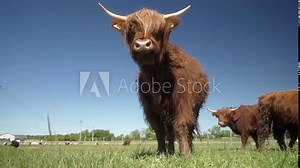 A highland meat cow with cattle ear tags on its ears stands in a meadow and looks around. A woolly brown cow with long horns. Farm animals graze on a pasture on a clear sunny day.