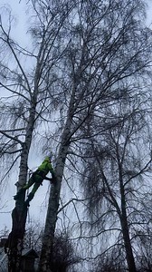 Arborist Romny 0673665687 Видалення аварійних дерев | Arborist Romny