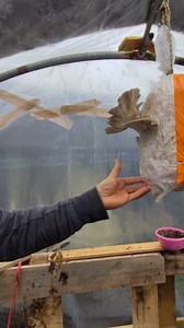 540K views · 3.2K reactions | #fyp #gomb #szűret #van part 1 Part 2 | Kosty Borsca | Facebook