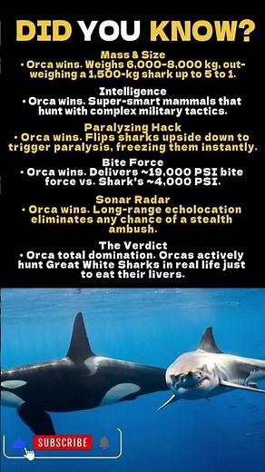 Orca vs. Great White Shark: Ocean's True Apex King! 🐋🆚🦈