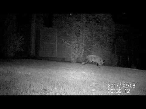 Maginon Wildlife Camera Problems