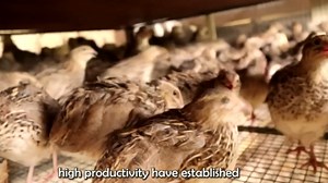 Feathered Gold Inside the Quail Egg and Meat Industry