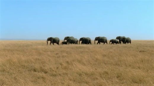 Watch what happens when an elephant feels vibrations humans never notice