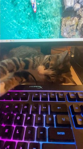 I want to play on the computer #cute #kitten #addycat