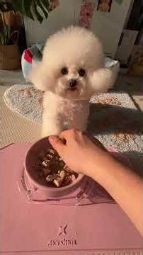 Bichon Puppy Brings Spring Joy: Cutest Moments