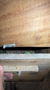 Alexandrine Parrot Laying Eggs | Birds Community