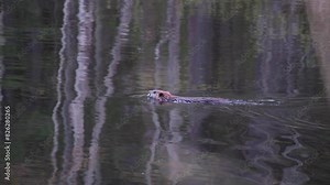 beaver swimming in water and swims behind brush