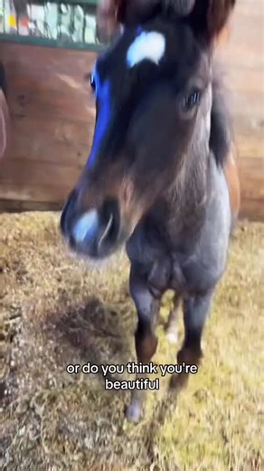 Moldy cheese update: From patchy pony to future showstopper