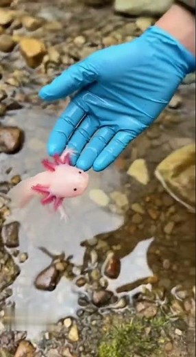 You Won't Believe This Axolotl Rescue!