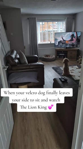 Anyone else's dog love The Lion King? @Disney UK #lionking #dogtv #cockapoo #doglovers #dogfyp🐾