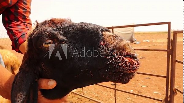 sheep with respiratory infection showing mucous bloody nasal discharge caused by Pasteurella. Important for veterinary training, livestock health, and medical research in animal diseases