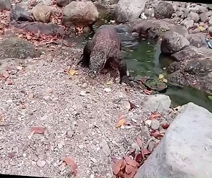 Komodo Dragon vs Swallow 👉👉👉 Join our group : Animals Life | Wild World