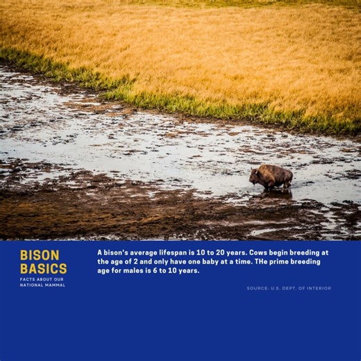 12 reactions | Become a Panhandle PBS member and gain access to watch the new Ken Burns' documentary "The American Buffalo" along with many other PBS favorites anytime at: https://video.panhandlepbs.org/passport/learn-more/ #Bison #BisonBasics #PBSPassport #Streaming #TheAmericanBuffalo #PBS #PanhandlePBS | Panhandle PBS | Facebook