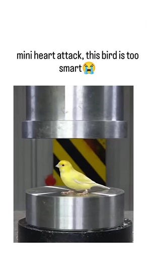 crazy meme on Instagram: "The X post shares a 10-second AI-generated video of a yellow canary dramatically escaping a hydraulic press moments before it closes, prompting the caption "mini heart attack, this bird is too smart" for its tense, improbable survival. Uploaded on November 29, 2025, by user @cuavek , the post achieved rapid virality with over 2.3 million views, 13,000 likes, and 600 replies, reflecting widespread amusement at the clever illusion. User reactions mix awe and doubt, with s