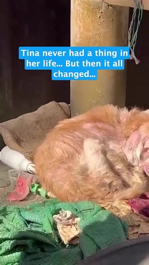 After being chained up for years and having endless puppies Tina was rescued 4 months ago. She had a close brush with death but she is now a beautiful looking super model of a dog. A lovely lady called Zoe wanted to treat Tina to some custom made bandanas and the kind local tailor @kailash_raj_chettri got to work measuring her up and sourcing fabrics. She now has a couple of sets with a bandana for every occasion. We have so many challenges and hard knocks with the dogs that doing something like