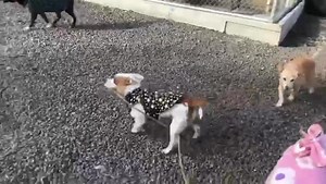 838K views · 1.9K reactions | Gracie was surrendered to us a few...