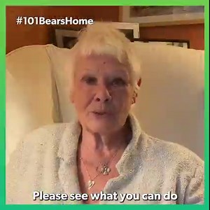 10K reactions · 5.5K shares | We need your help to care for ex-bile bears. Dame Judi's special bear Finty and her 100 bear brothers and sisters were part of the biggest bear rescue in history. Now they're home at our sanctuary they need extra special care. Donate today and help bears recover from years on bile farms. | Animals Asia | Facebook