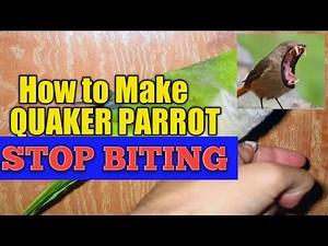 How to make Quaker parrot stop biting