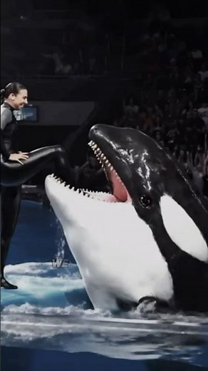 Killer Whale Mystery | Tilikum the Orca | Nature’s Smartest Predator | Part 2