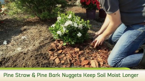 ENCORE AZALEA 1 Gal. Autumn Cheer Azalea Shrub with Reblooming Petite Pink Flowers - Low-Maintenance Evergreen Plant 80471