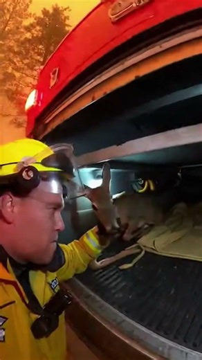 Firefighter Rescues Deer from Wildfire