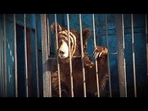 Three Lions and Two Bears Desperate for Care at The World's Saddest Zoo