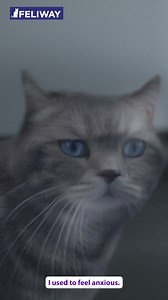 Does your cat feel anxious when you have visitors over, during renovations or bringing a new pet into your home? FELIWAY is proven to help. | FELIWAY