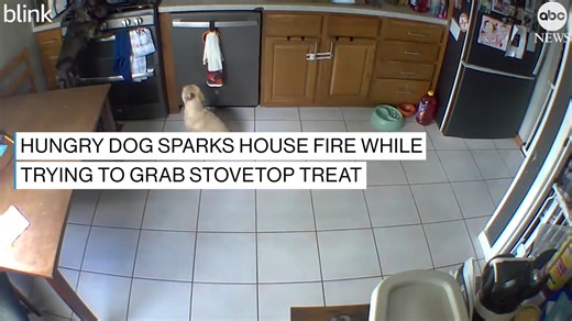 A dog started a house fire in Cleveland after it pawed the stovetop and turned on a burner while trying to grab some food. Nobody was home at the time and the pets were saved from the blaze. https://abcnews.visitlink.me/gGFIlR | ABC News