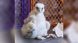 Air Force Academy welcomes new falcon mascot | KRDO