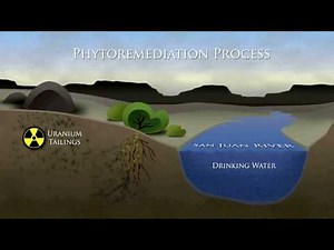 Phytoremediation Process