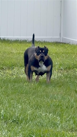 Today I don’t feel like doing anything 🐶 #youtubeshorts #americanbully #shorts #puppylove #cutedog