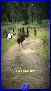 This little dog has a distorted sense of reality. #pets #funny #dog #animals