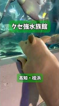 [Kochi] We Turned This 90+ Year Old Quirky Aquarium into a 2-Minute Song | Katsurahama Aquarium "...
