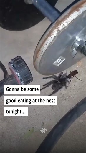 Tarantula met its match.. #tarantula #spider #reels | Weird History