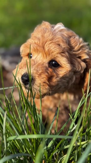 Every day with our Maltipoo puppies feels like sunshine wrapped in fur! ☀️ Their tiny paws, wagging tails, and loving hearts bring endless joy and laughter to everyone they meet. Watching them grow and get ready to find their forever homes truly melts our hearts. If you’re looking for a loyal, affectionate companion filled with cuddles, charm, and pure fluff — our little Maltipoo babies are waiting just for you! 💛🐾 #Maltipoo #MaltipooPuppy #MaltipooLovers #MaltipooLove #MaltipooOfInstagram #Pu
