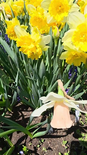 スイーテストドリーム カップ咲き水仙 カップが淡いピンク色 あみおりの花畑 2026.4.8