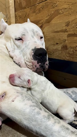 Dogo Argentino female with her puppy. #dogoargentinoworld #dogoargentino #doggo #doggielife | ZBZ Dogos-Ohio