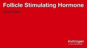 Follicle Stimulating Hormone antibodies from Thermo Fisher Scientific