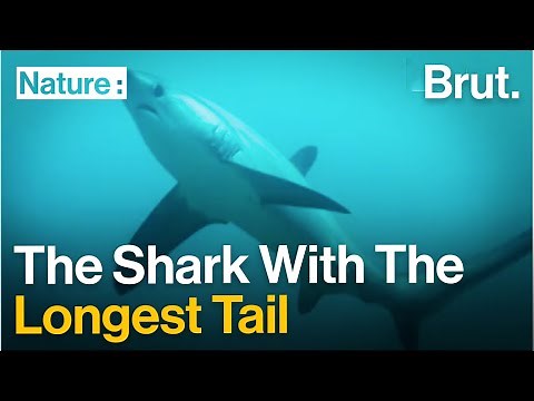 The Thresher Shark has the Longest Tail in the World